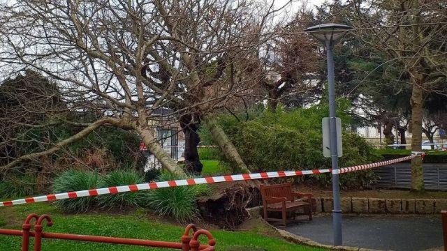 Arboles arrancados en La Palloza durante un temporal de viento