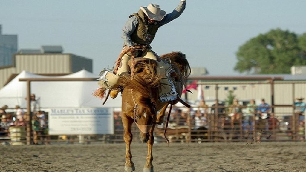 rodeo caballo usa vaquero