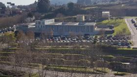 Denuncian una nueva tala de árboles en A Coruña, esta vez en el campus de Elviña
