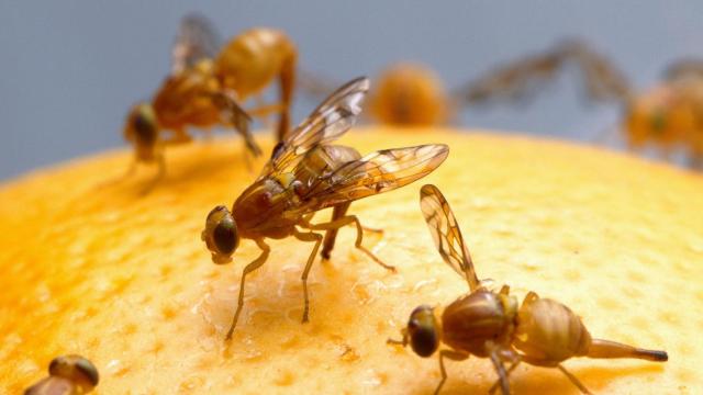 Una mosca de la fruta.