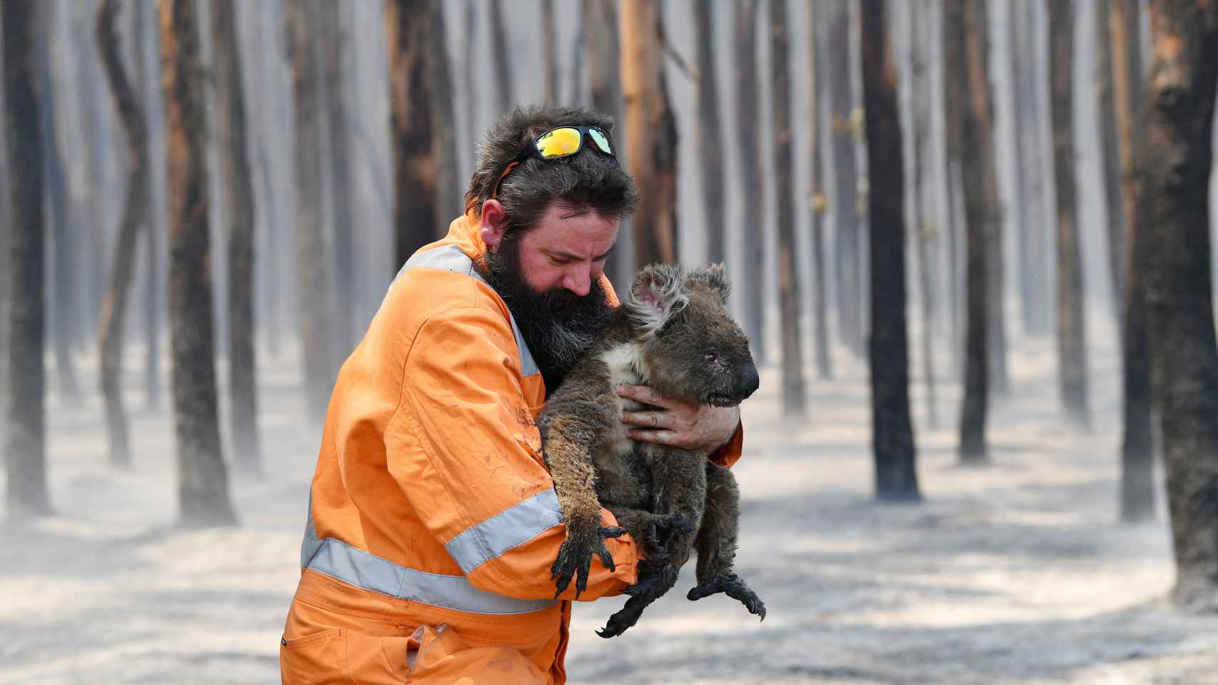 Un koala rescatado en un bosque en llamas cerca de Cape Borda en la isla Canguro, al suroeste de Adelaida, Australia, el 7 de enero de 2020.