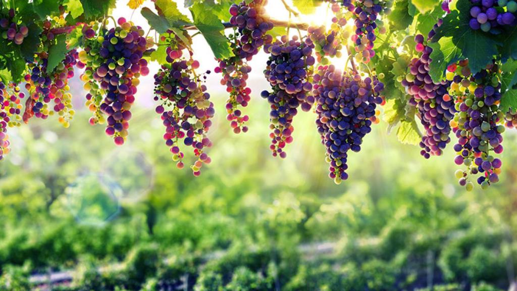 La conciencia medioambiental se instala en las bodegas