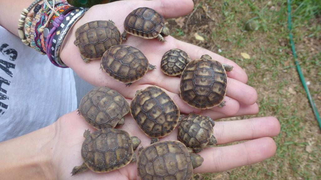 Juan Clavero sujetando algunas de las crías que tuvieron las dos tortugas moras que fueron entregadas a Ecologistas en Acción.