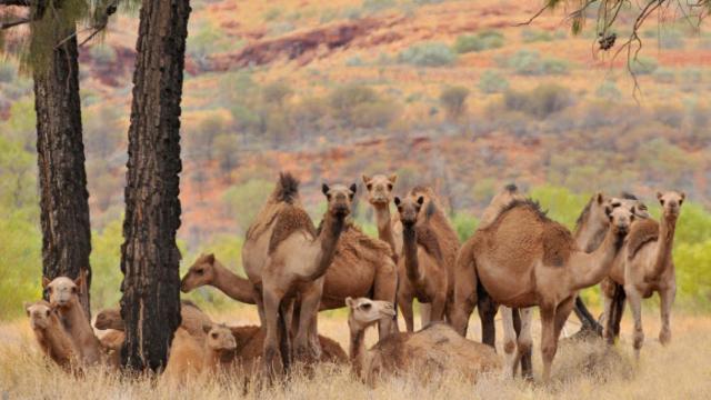 Una manada de dromedarios salvajes australianos.