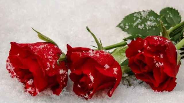 tres rosas nieve