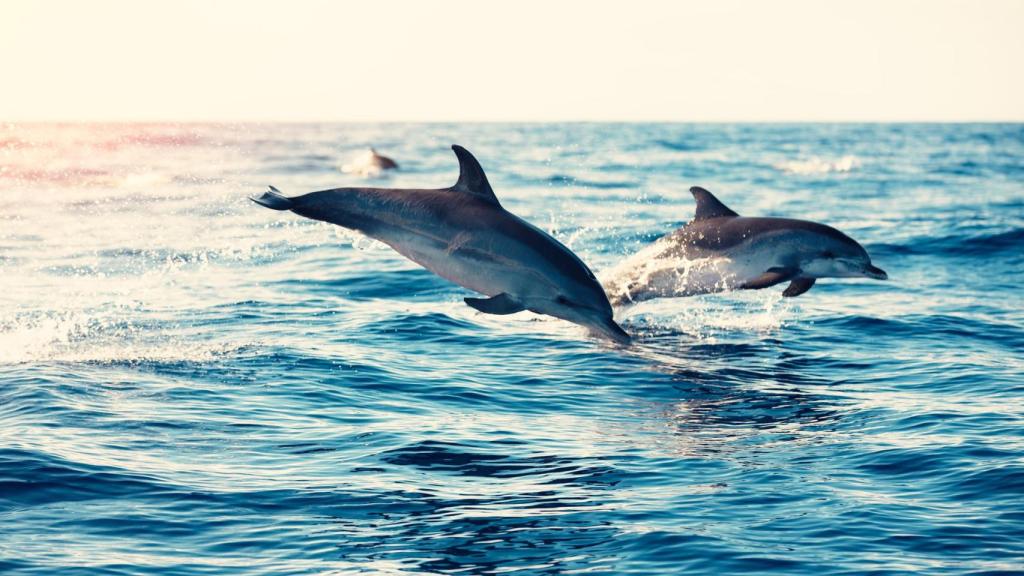 VÍDEO: Un grupo de delfines se divierte saltando olas en la playa de Caión