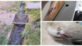 Usuarios del parque coruñés de Bens alertan de peligros para los perros