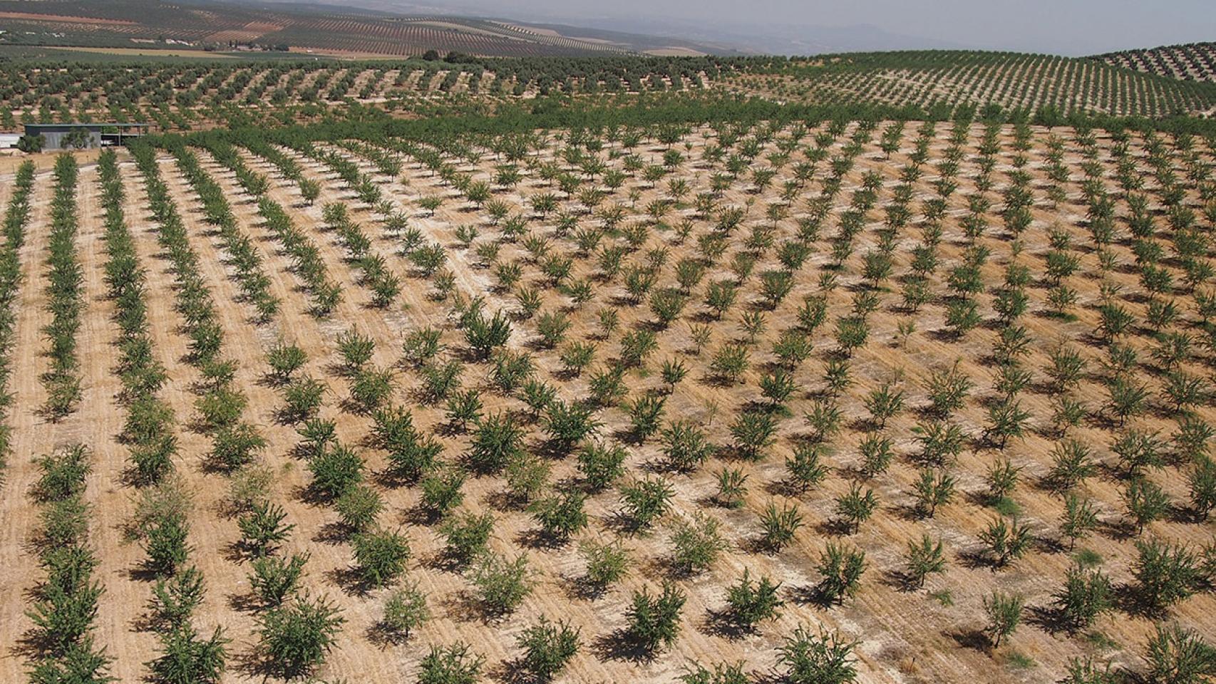 Una de las parcelas de almendros analizadas por un dron durante esta investigación.