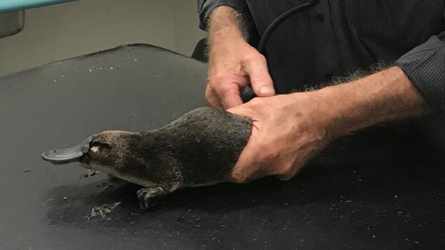 Un veterinario se ocupa de un ornitorrinco rescatado en Nueva Gales del Sur, Australia.