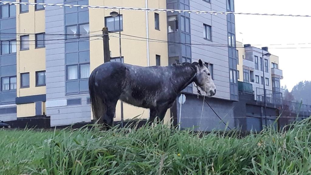 Vecinos denuncian el encadenamiento de un caballo en O Seixal (Oleiros)