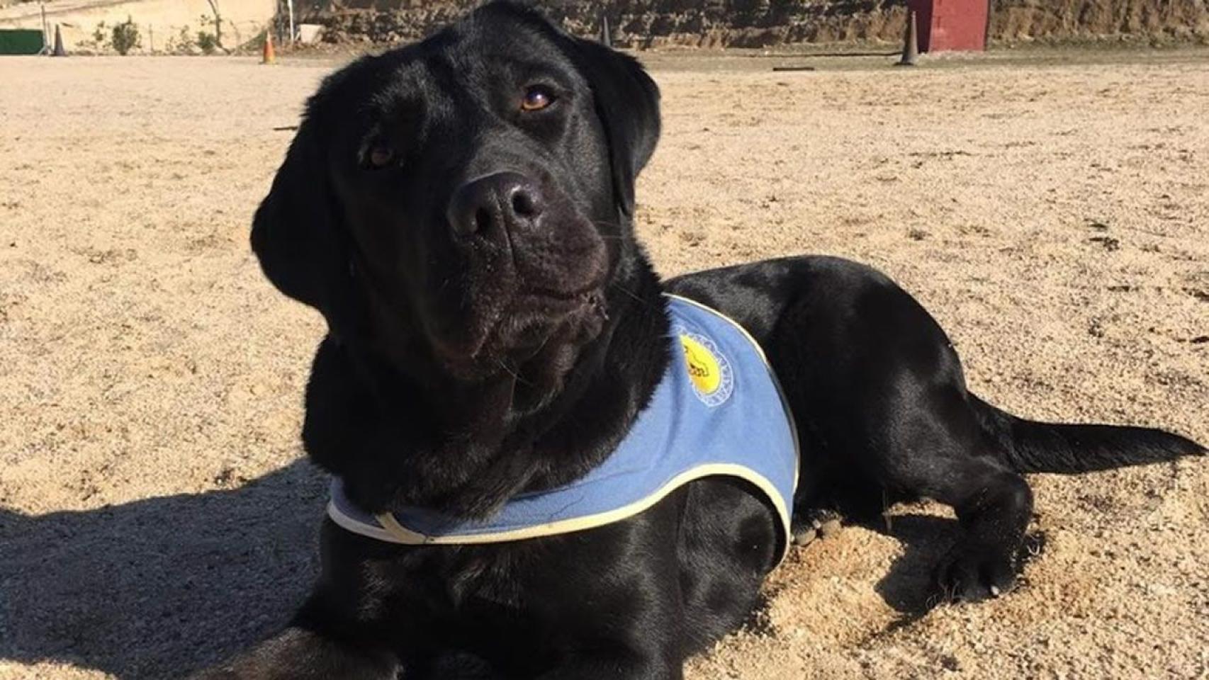 Pocahontas, la perra labradora de color negro que ha sido robada.