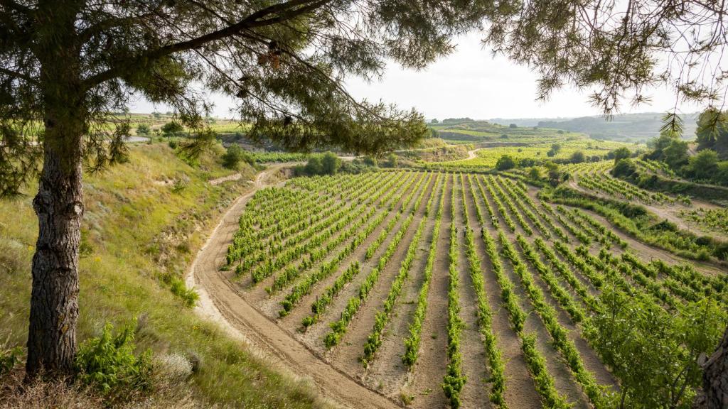 Los viñedos en el entorno de la bodega.