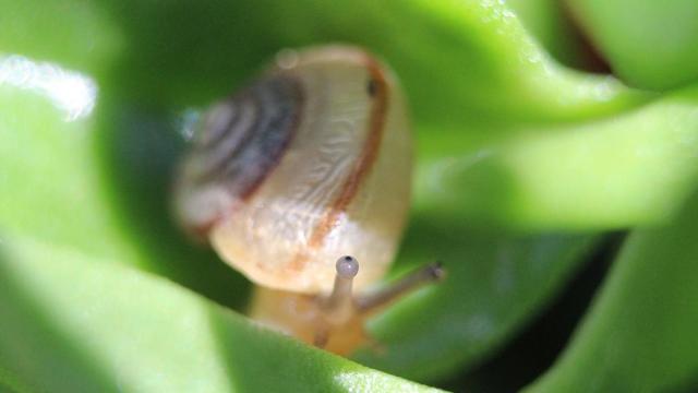 Asian Tramp Snail -Graham Wise - Wikimedia Commons.