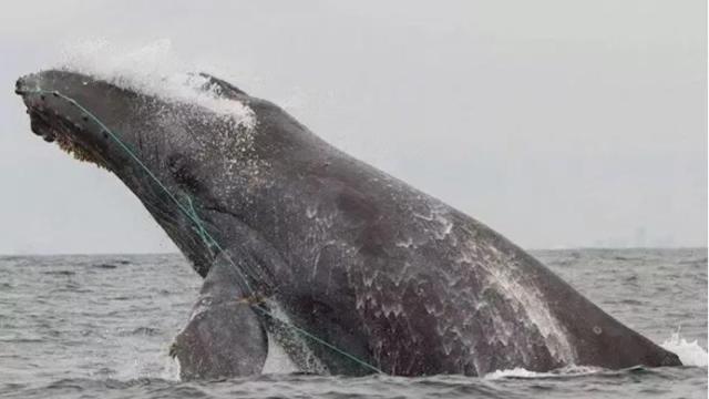 Ballena enredada en red pesquera-NOAA-NMFS WEST COAST REGION