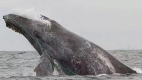 Ballena enredada en red pesquera-NOAA-NMFS WEST COAST REGION