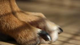 Consejos para cortar las uñas de nuestro perro