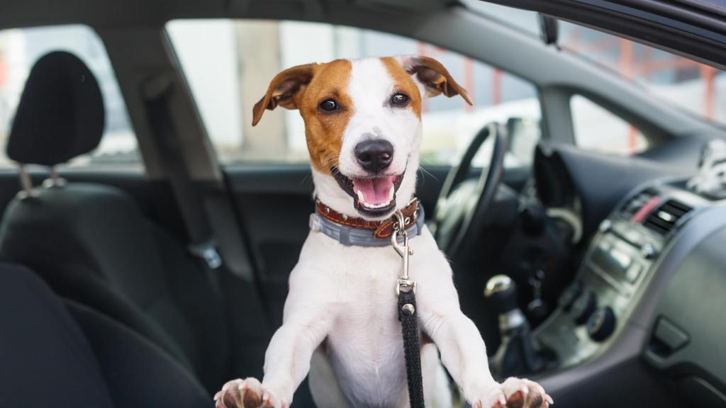 Los mejores accesorios para viajar con perros en el coche