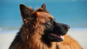 Una persona de A Coruña gravemente enferma busca hogar para sus dos perros
