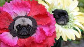 El carlino es una de las razas asociadas con un 'boom' en la inseminación artificial canina.