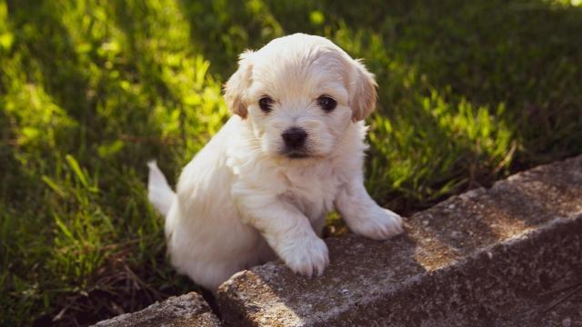 Cachorro de perro.