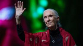 Jane Goodall