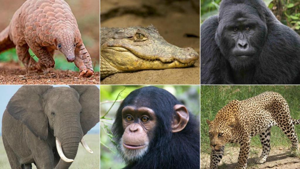 El pangolín, el cocodrilo, el gorila, el leopardo, el chimpancé y el elefante son algunos de los animales amenazados.