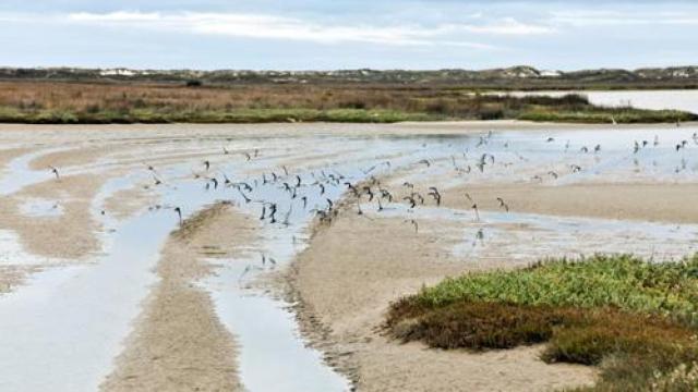 Imagen de archivo de aves en la laguna de Baldaio