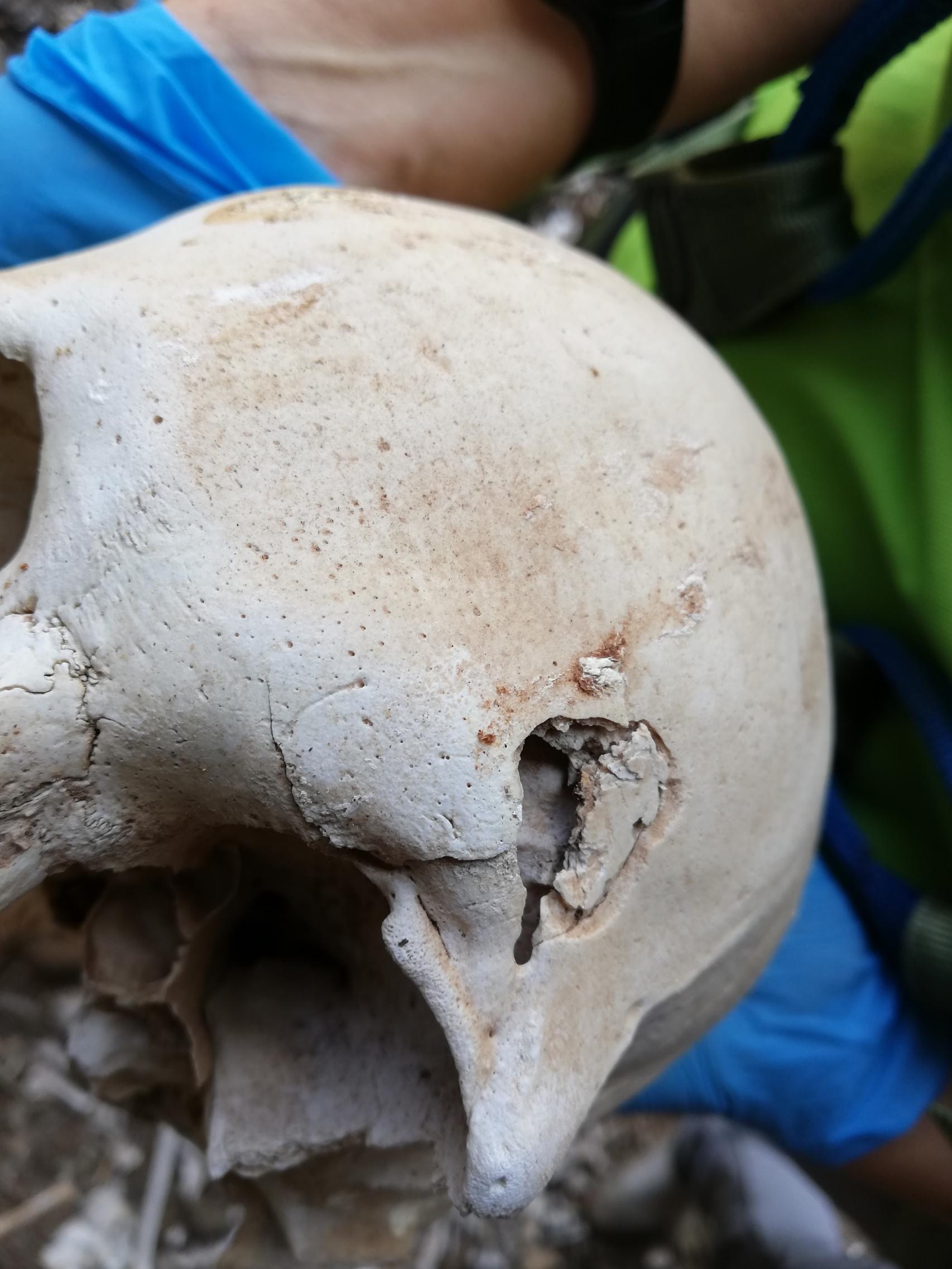 Un cráneo perteneciente a los restos óseos descubiertos el verano pasado en el enterramiento prehispánico ubicado en una cueva inaccesible del barranco de Guayadeque.
