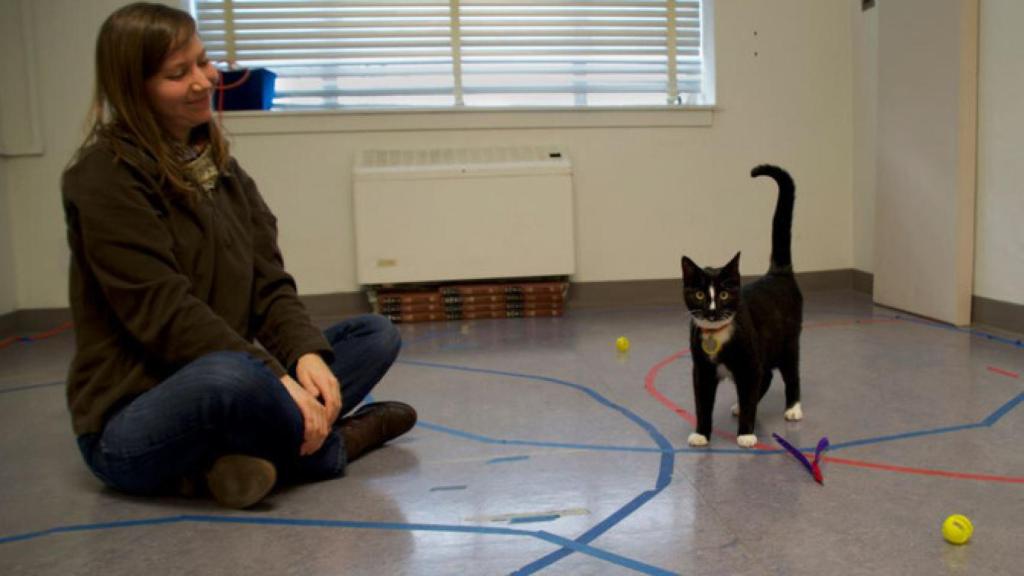 Durante la realización de la prueba un gato muestra apego seguro.