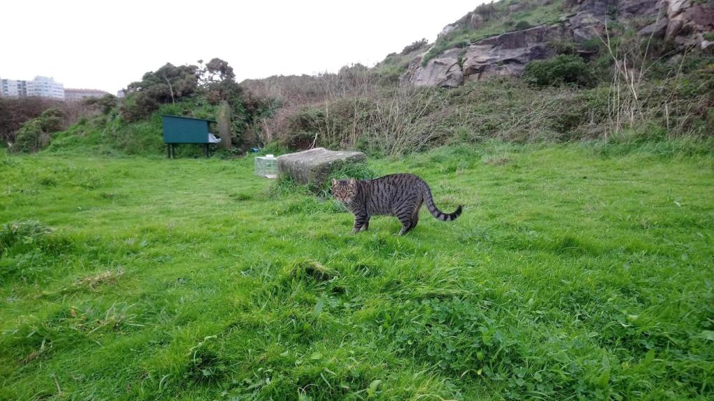 Un gato callejero en A Coruña.