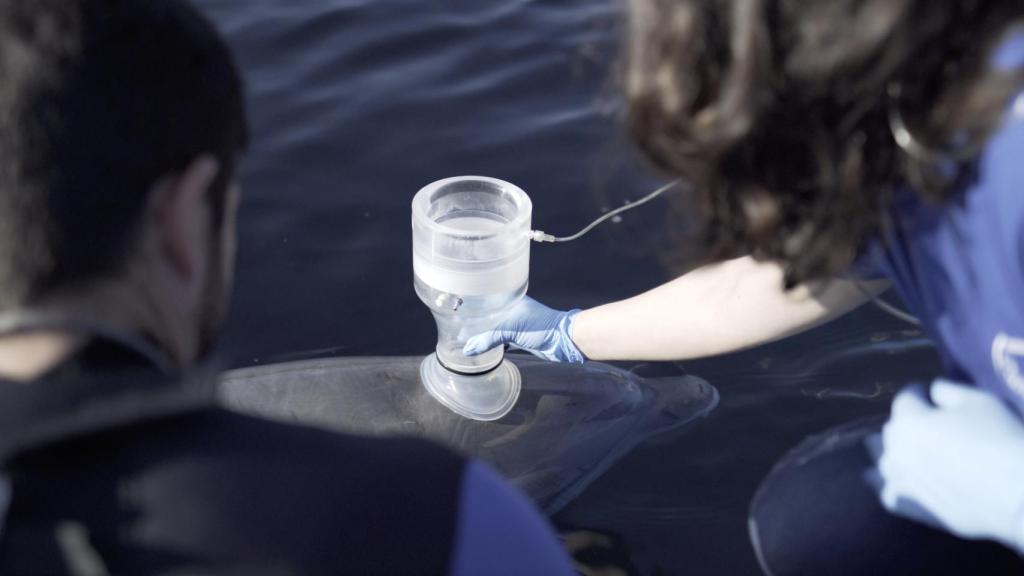 Alicia Borque haciendo una espirometría al delfín Josué con el cuidador David Peula.