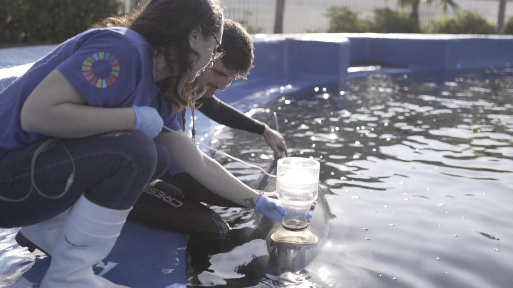 Una técnica pionera detecta enfermedades respiratorias en delfines de manera rápida, eficaz y no invasiva