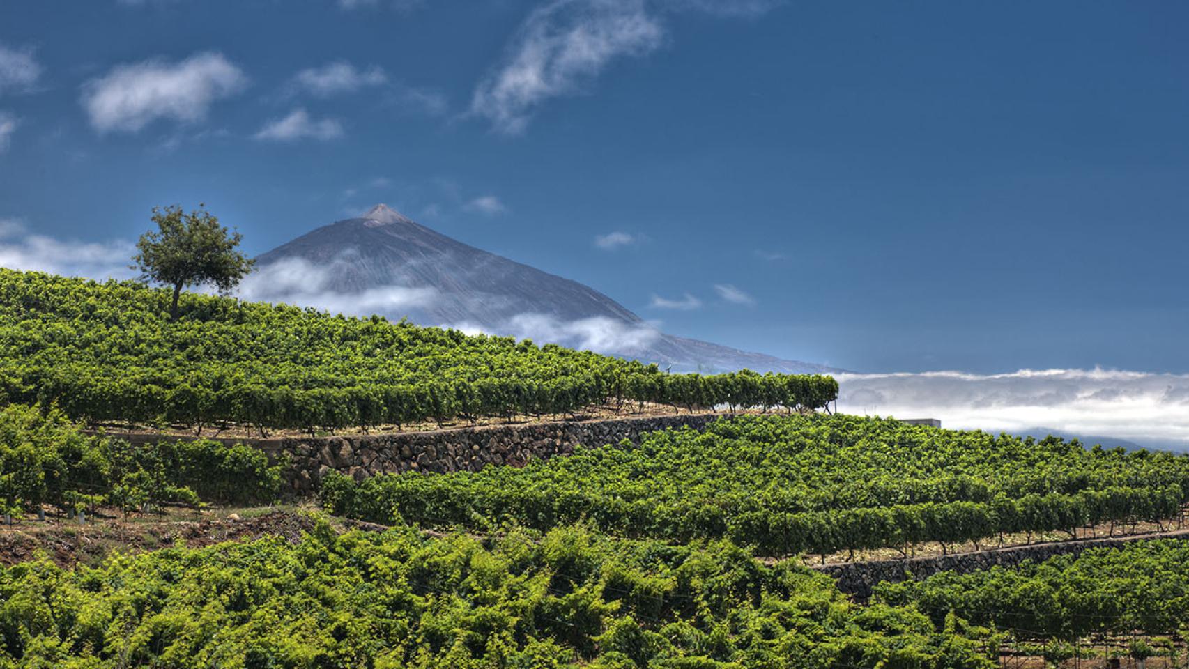 El Teide, dueño y señor del viñedo canario.