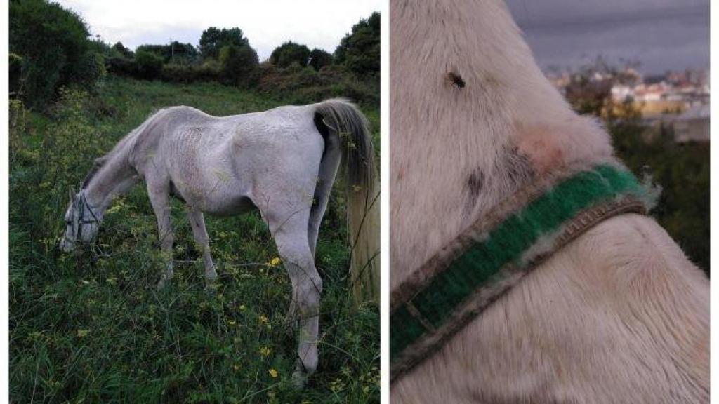 Los animalistas denuncian el estado de un caballo atado de forma permanente en A Coruña