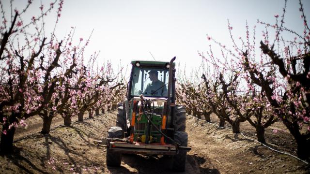 Juan Francisco con su tractor entre los almendros de su finca, en Zurbarán.