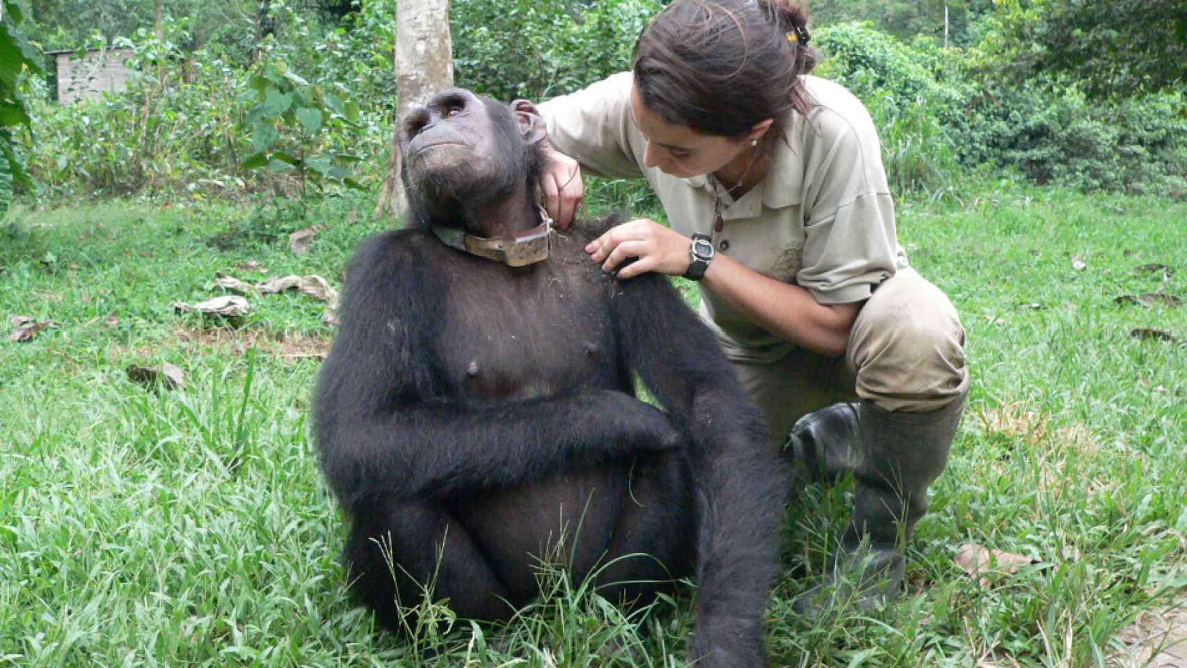 La veterinaria examina el pelaje de un chimpancé.