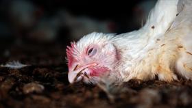 Un pollo moribundo en un criadero de España.