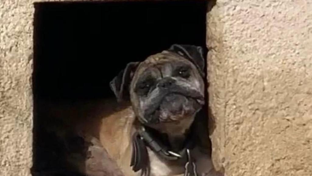 Vecinos de Bens (A Coruña) denuncian el penoso estado de un perro atado y desnutrido