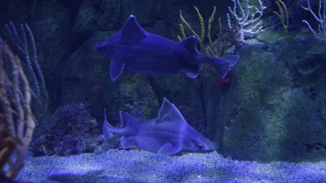 La pareja de tiburón cerdo en el  Oceanogràfic.