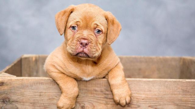 A Coruña se convierte en una ciudad pet friendly