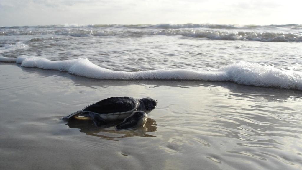 Una imagen de archivo de una tortuga marina.