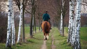 Interceptan en Cambre a un hombre que iba dormido y borracho a caballo