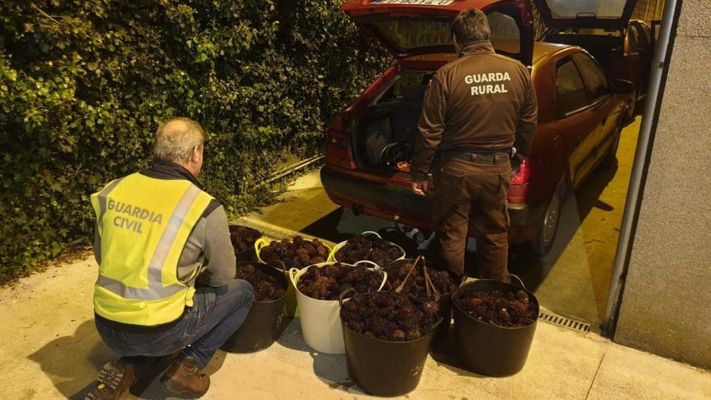 La Guardia Civil decomisa 30 kilos de erizo de mar en Oleiros (A Coruña)