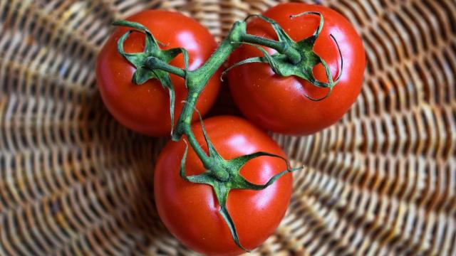 Tres tomates en rama.