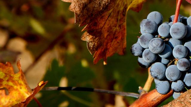 Beber vino para ayudar a luchar contra el Coronavirus