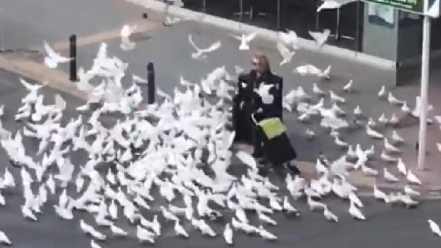 Palomas persiguiendo a los transeúntes en Benidorm