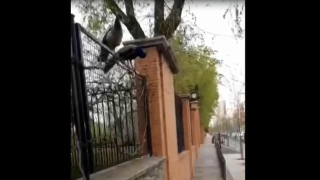 Varios ejemplares de pavos reales se encaramaron ese fin de semana en las vallas del Retiro