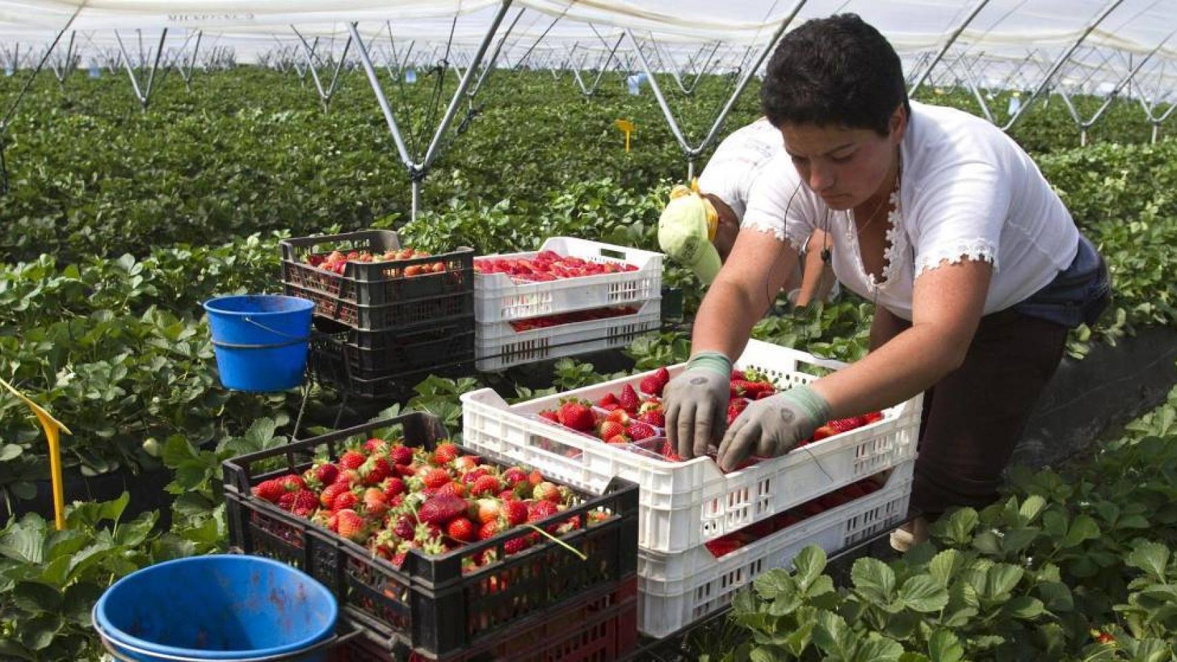 Una trabajadora recoge fresas en un campo onubense.