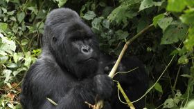 Una foto de archivo de un gorila de montaña plateado en peligro de extinción dentro del parque nacional Virunga.