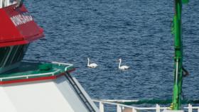 Cisnes en el Puerto de A Coruña